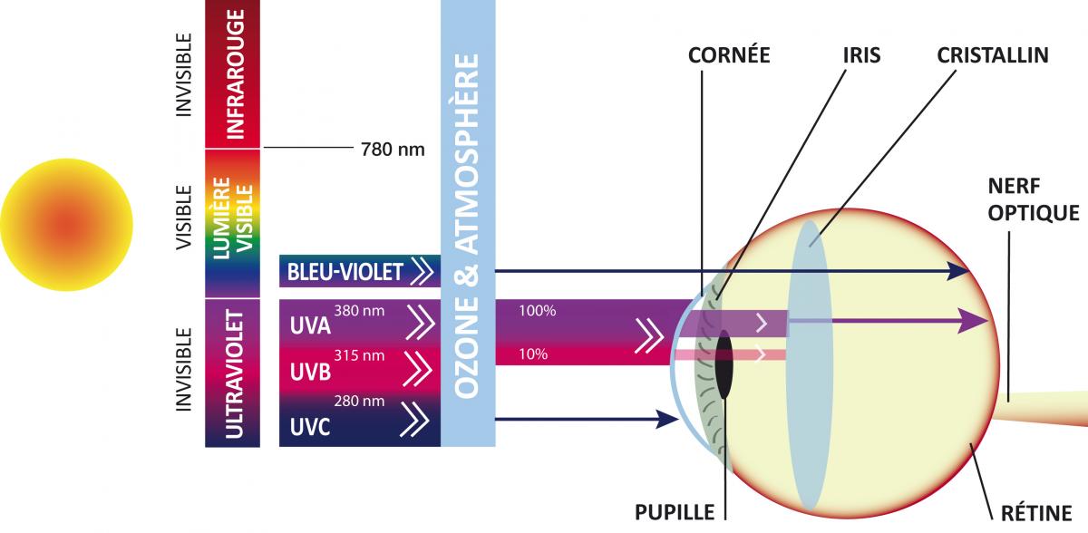 coupure uv.jpg